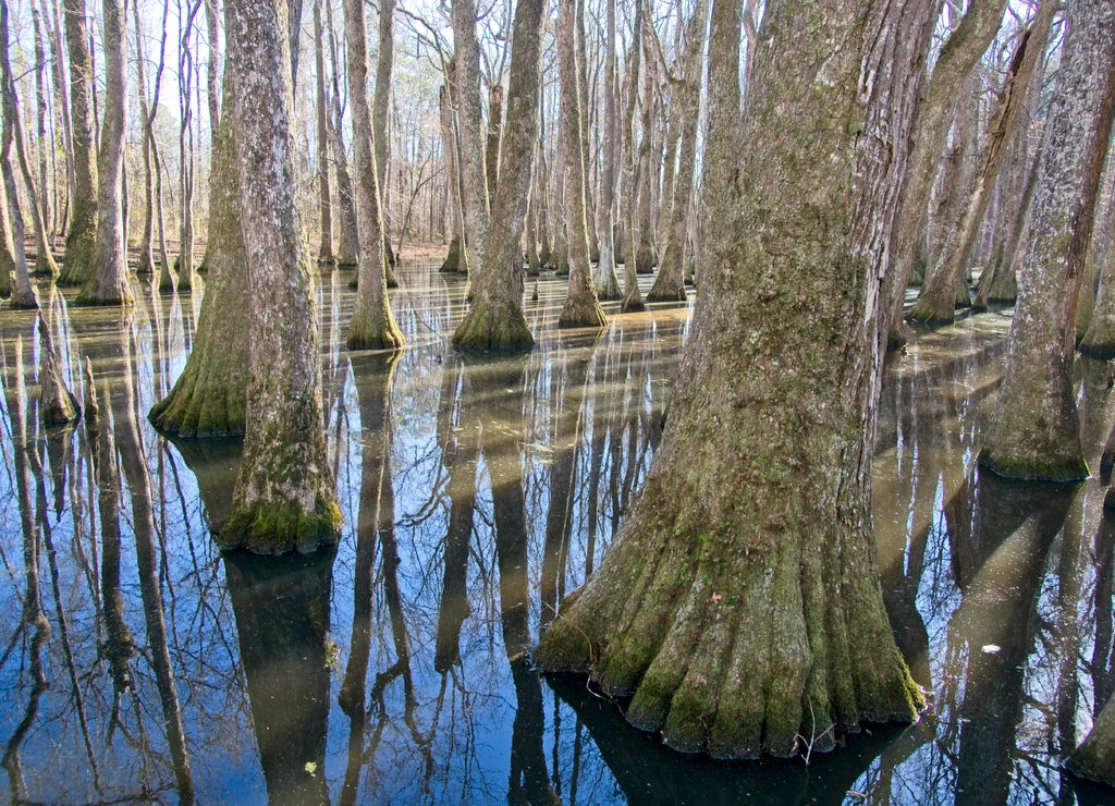 Cypress swamp along the side of the Natchez Trace in Mississippi USA
