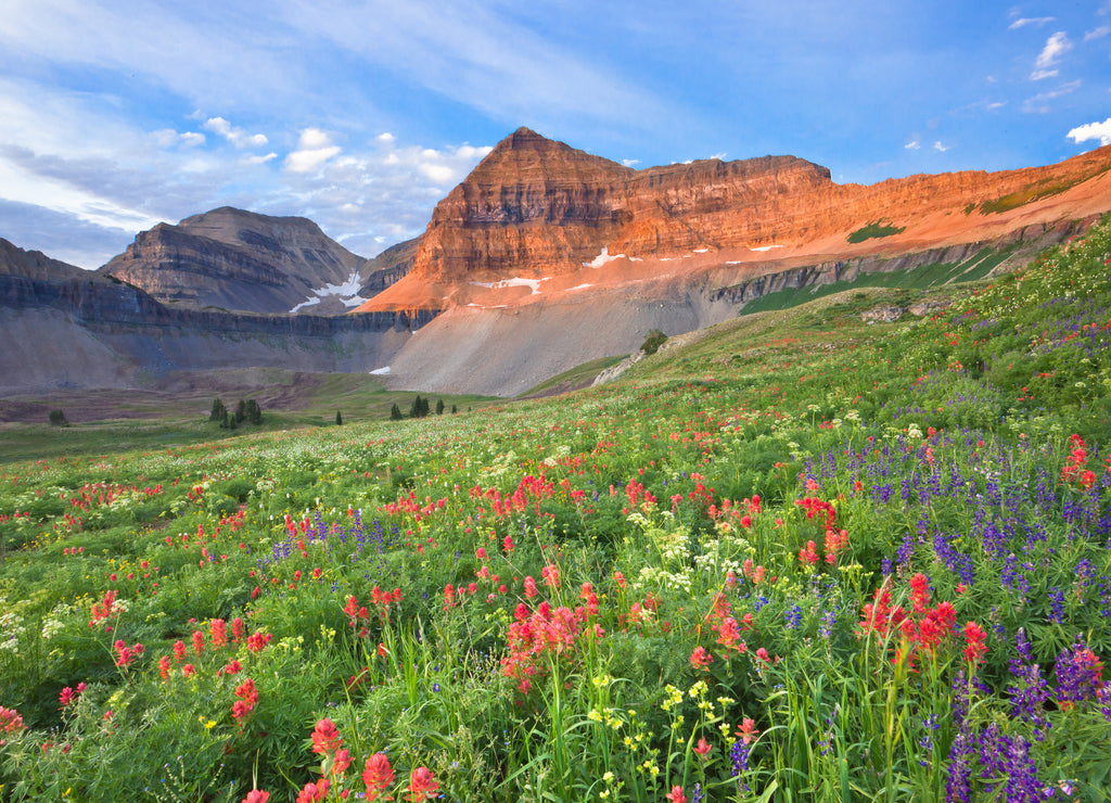 Colorful wildflowers on Mount Timpanogos, Utah, USA