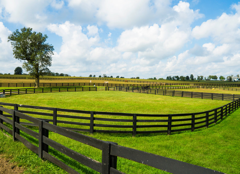 Horses in Lexington, Kentucky