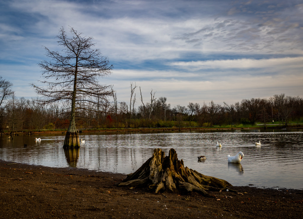 Dry trees around and inside Jacobson Park lake in Lexington, Kentucky with ducks swimming around them