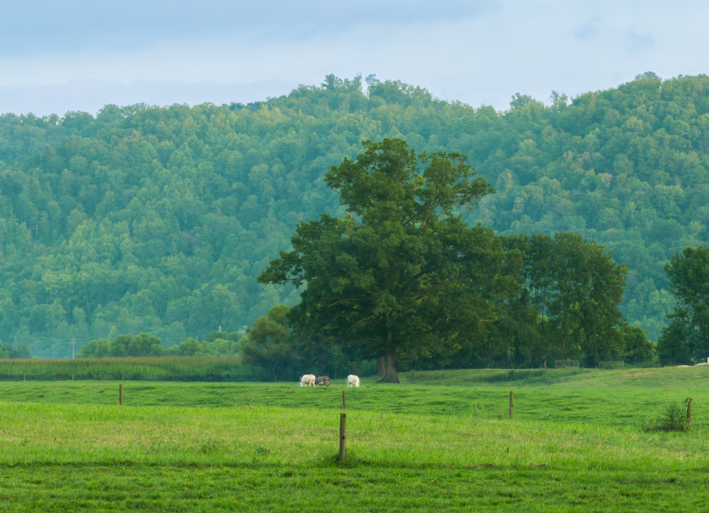 Grazing Cows Powell County, Kentucky