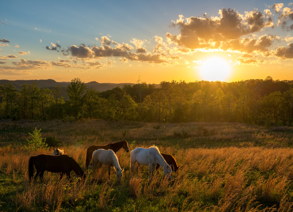 Free range horses at sunset, Appalachian Mountains, Kentucky