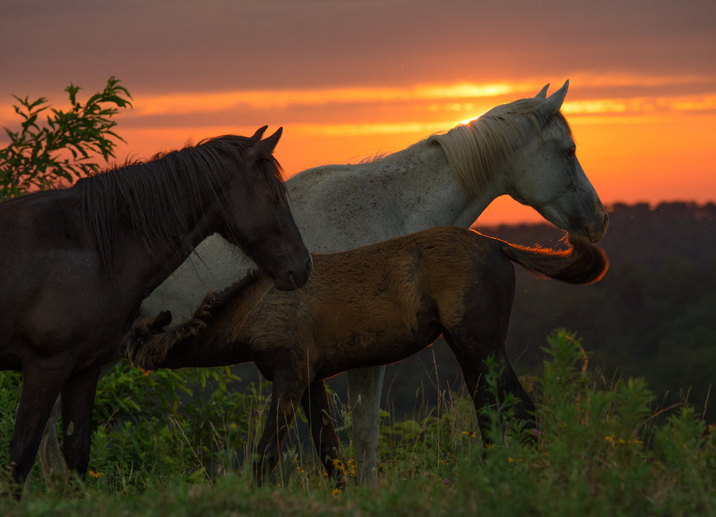 Free range horses at sunset, Appalachian Mountains, Kentucky