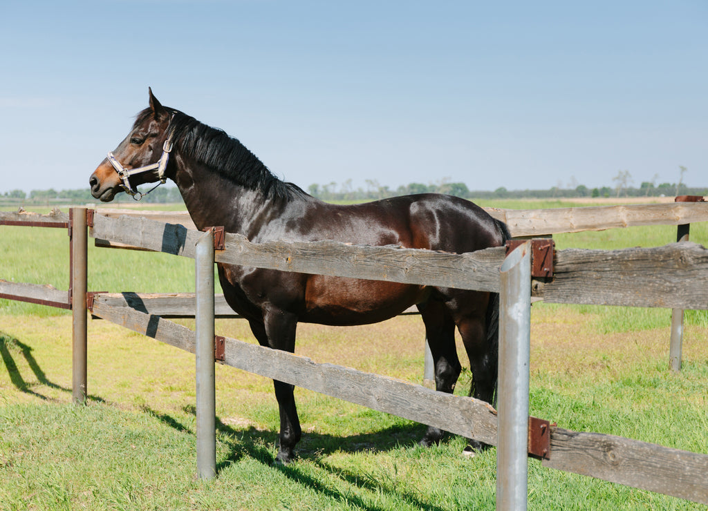 Kentucky horse farm, ranch landscape