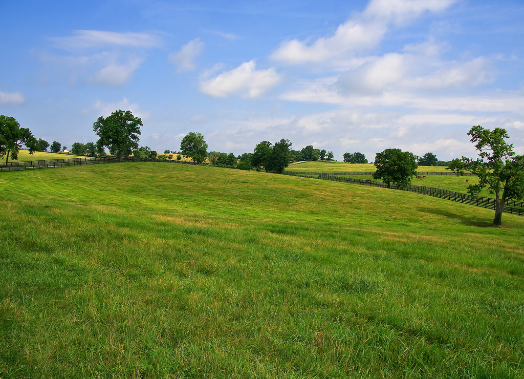 Kentucky Bluegrass