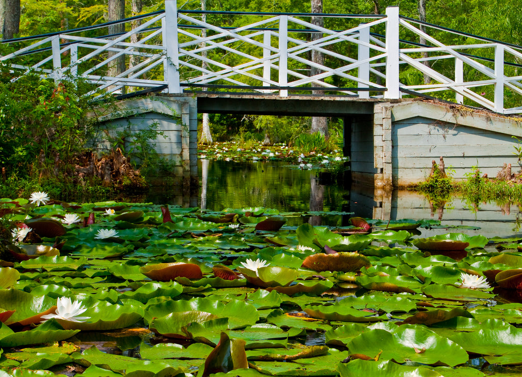 White Bridge Crossing Cypress Swamp With Fragrant Water Lilys and Lily Pads,Cypress Gardens, Moncks Corner, South Carolina, USA
