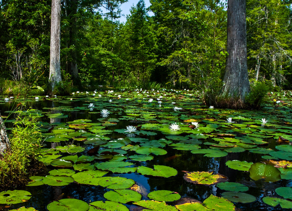 Cypress Swamp With Bald Cypress Trees and Fragrant Water Lilys Floating on Lily Pads at Cypress Gardens,Moncks Corner, South Carolina, USA