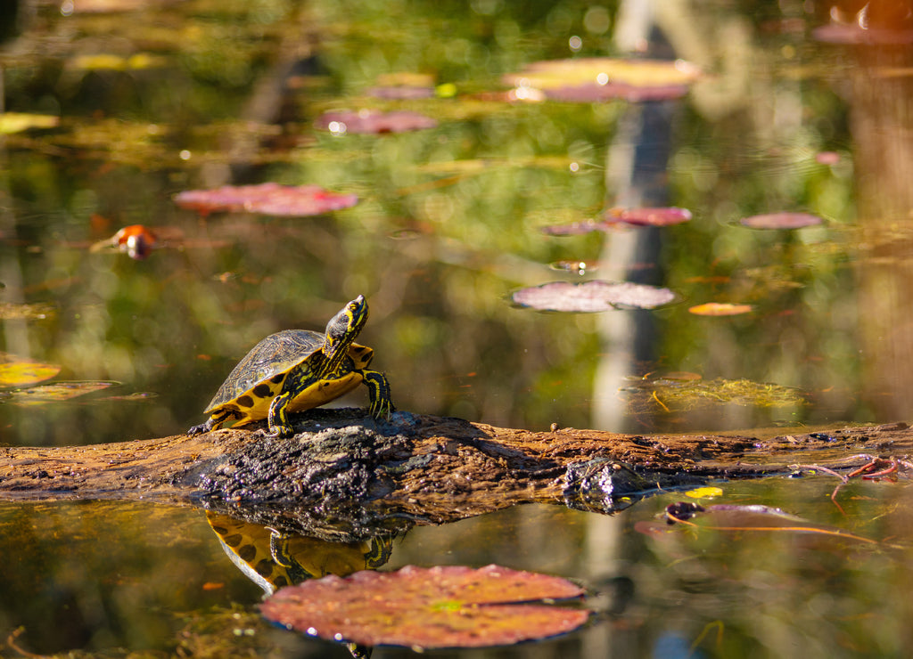 Slider turtle sitting on a log in the swamp next to lily pads. Cypress Gardens. Moncks Corner, near Charleston, South Carolina, USA