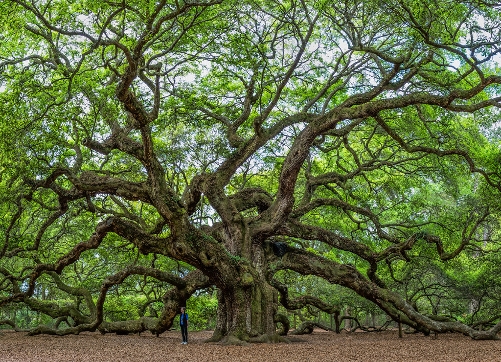 The famous Angel Oak, located in its own park outside of Charleston, South Carolina. The tree is at least 400 years old (some claim 1,500). A person is shown to give perspective