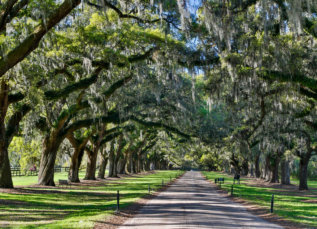 Boone Hall Plantation Oak lined road, Charleston, South Carolina