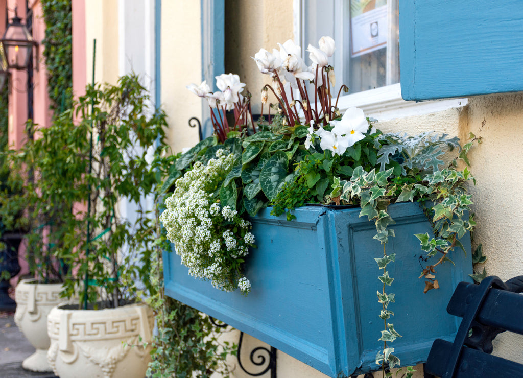In a city of gardens, this beautiful, flower filled blue planter box is seen in the historic district of Charleston, South Carolina, a popular slow travel destination in the southern United States