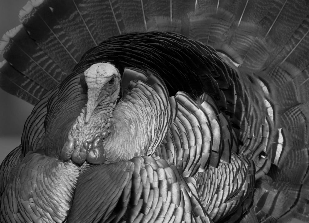 Wild Turkey - a mature tom struts during the Spring mating season. Oklahoma in black white