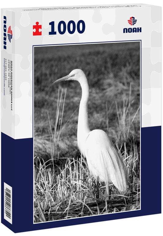 A large white egret up close in San Jacinto wildlife area in Riverside, California in black white