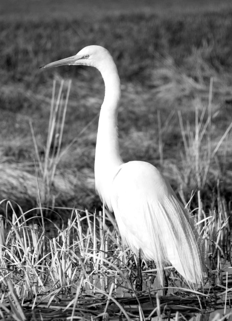 A large white egret up close in San Jacinto wildlife area in Riverside, California in black white