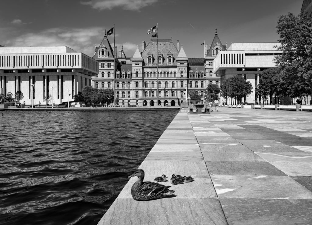 Ducks at the New York State Capitol in Albany in black white