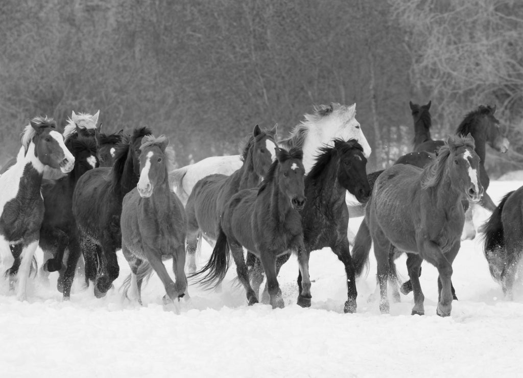 Winter horse roundup, Kalispell, Montana in black white