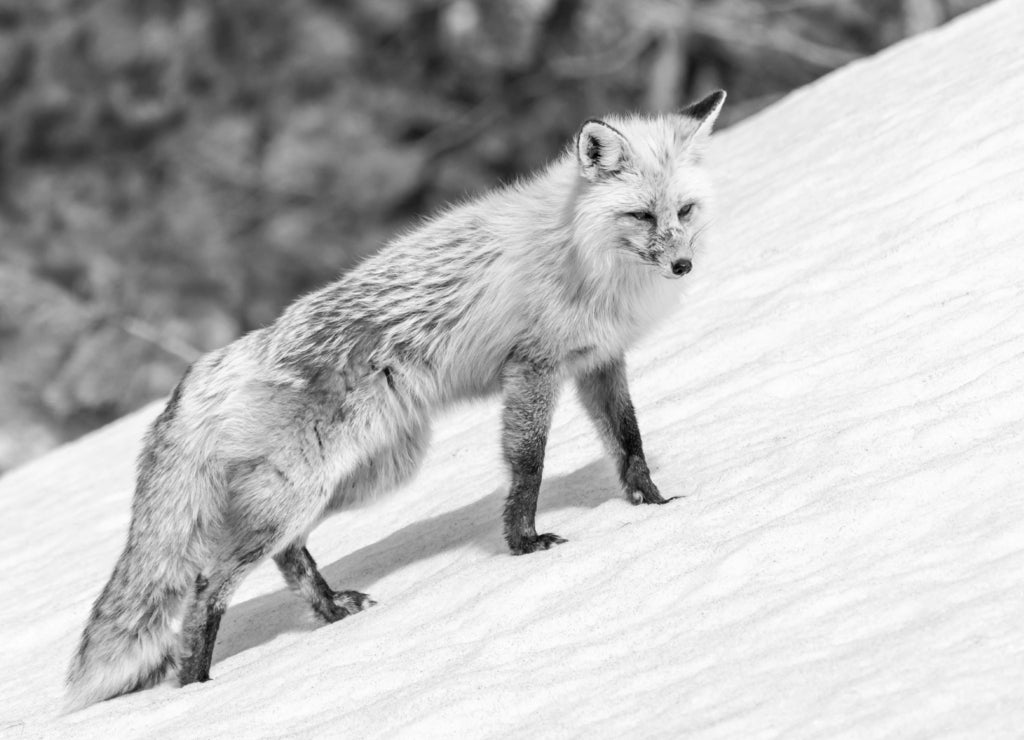 Yellowstone National Park, red fox in its spring coat walking through melting snow, Wyoming in black white