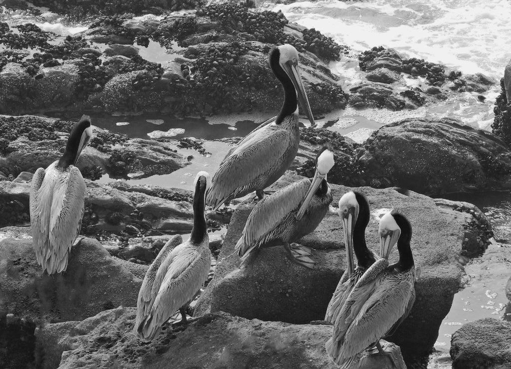 A group of brown pelicans enjoying a sunny day on the rocky shores of Carpinteria, in Santa Barbara County, California in black white