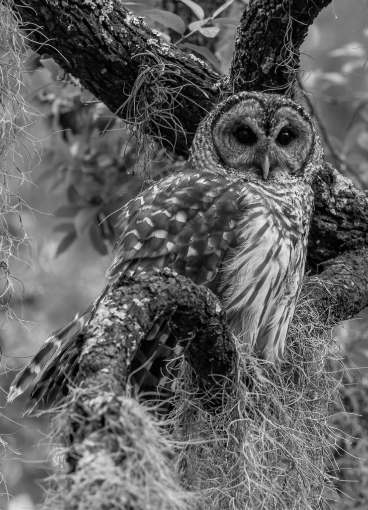 A Barred Owl in Florida in black white