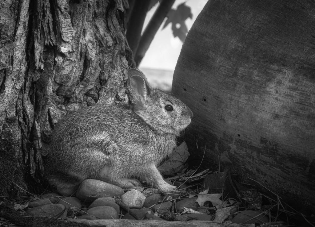 Baby Bunny, Windsor, Broome County in Upstate New York in black white