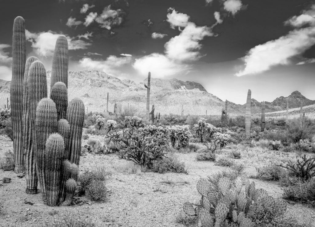 Arizona Desert Ladscape in black white