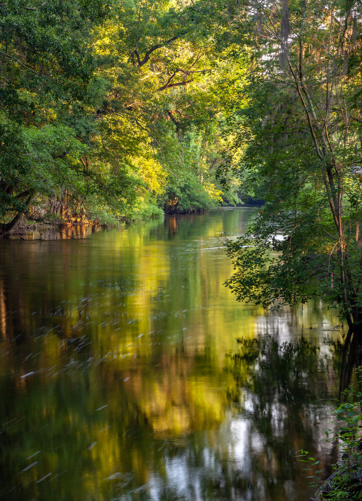 Photo of the Edisto River near Orangeburg, South Carolina with beautiful lighting and reflections on the water in the late spring