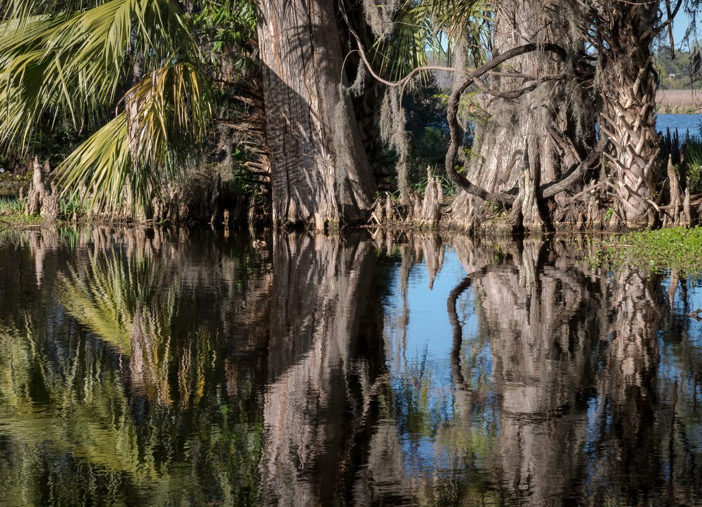Trees reflected in a swamp in South Carolina, with a squirrel hiding in the bottom of the vines forming a circle