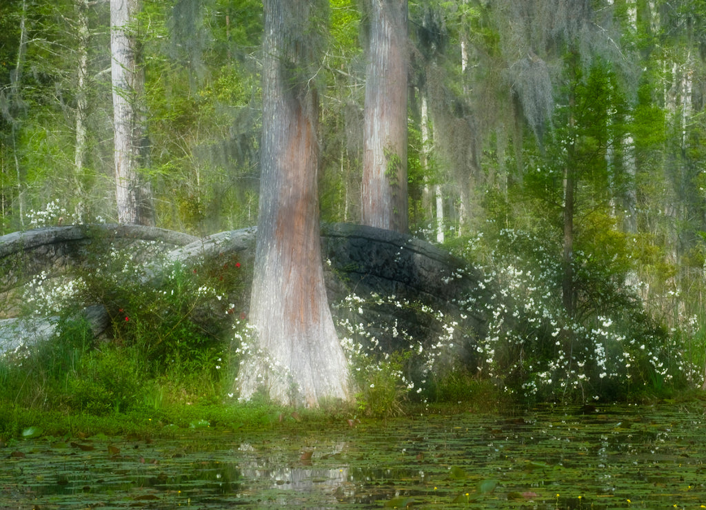 USA, South Carolina, Cypress Gardens. Stone footbridge next to swamp and cypress trees