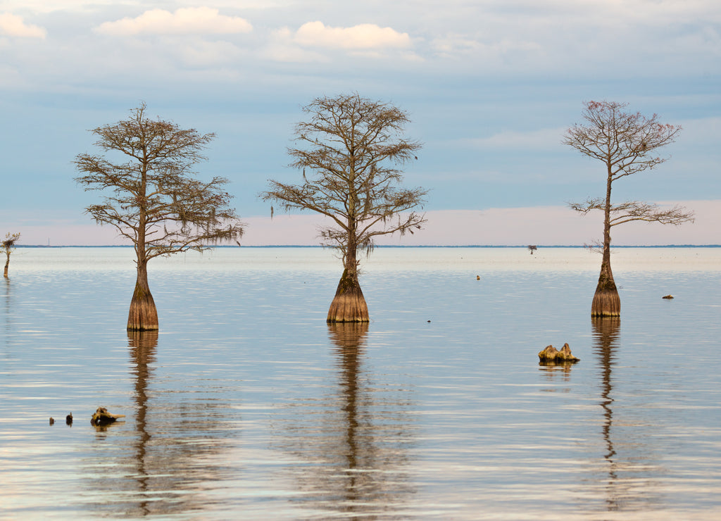 Lake Marion Cypress Trees, South Carolina