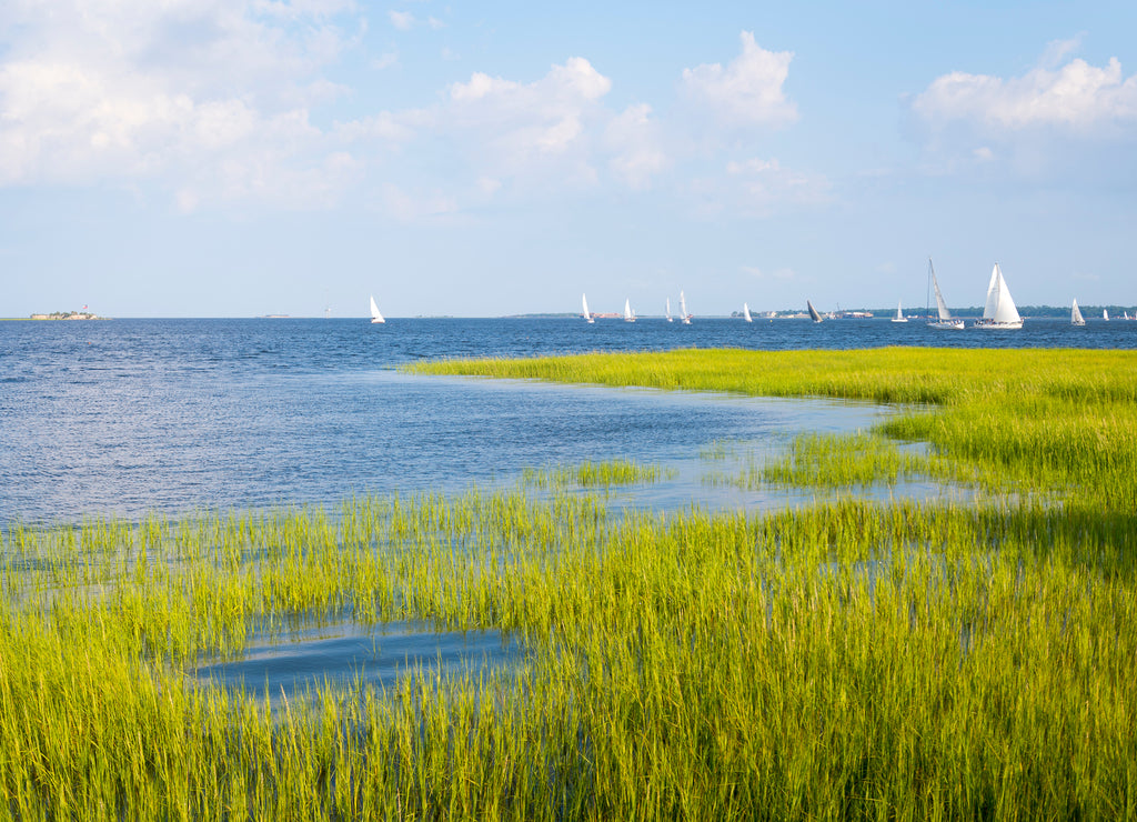 Scenic summer view of sailboats crossing the blue waters of the tidal Cooper River running into a harbor lined with green lowcountry marsh grasses in Charleston, South Carolina, USA