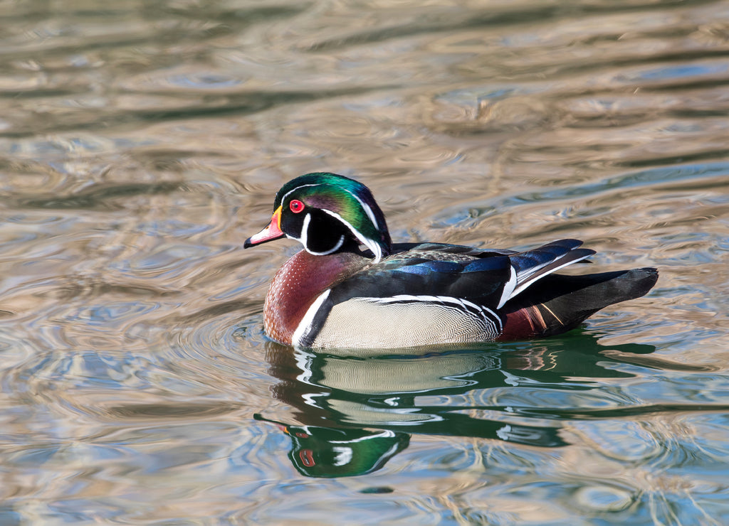 Wood Duck Drake small pond Botanical Gardens wintertime, Albuquerque, New Mexico