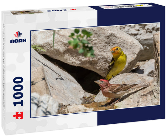 Western tanager and Cassin's finch at Capulin Spring in Sandia Mountains, New Mexico