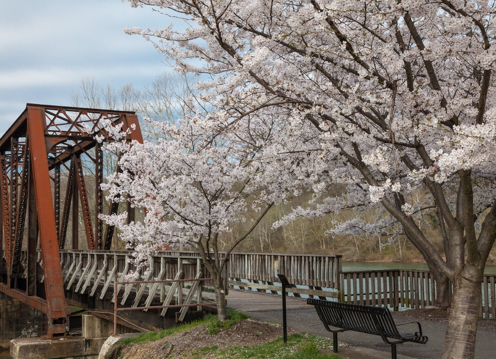 Cherry trees in full spring bloom at Hazel Ruby McQuain Park in Morgantown West Virginia