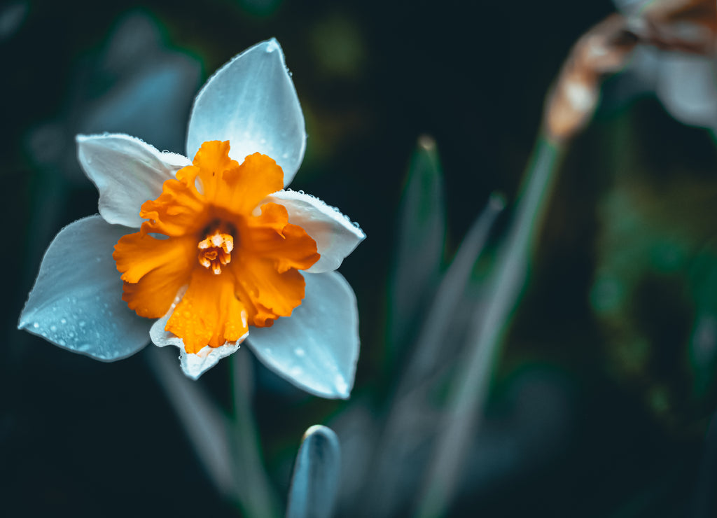 A bunch of colorful Daffodils in a garden at Mobile, Alabama