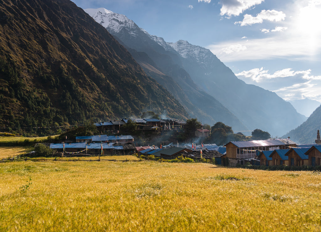 Barley rice paddy in Lho village in Manaslu circuit trekking route, Himalaya mountains range in Nepal