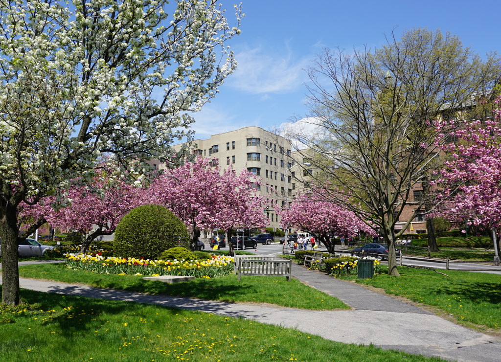 Cherry Blossoms in White Plains, New York