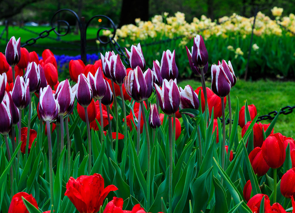 Tulips on display in Washington Park Albany New York on a rainy afternoon in spring