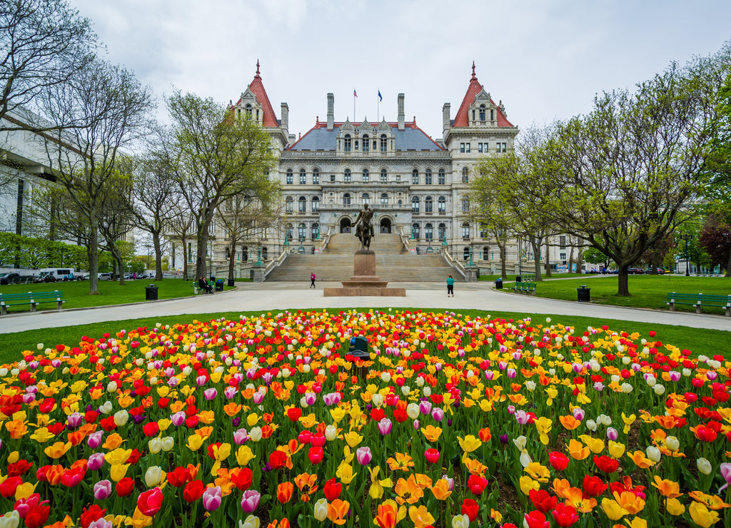 Tulips and The New York State Capitol, in Albany, New York