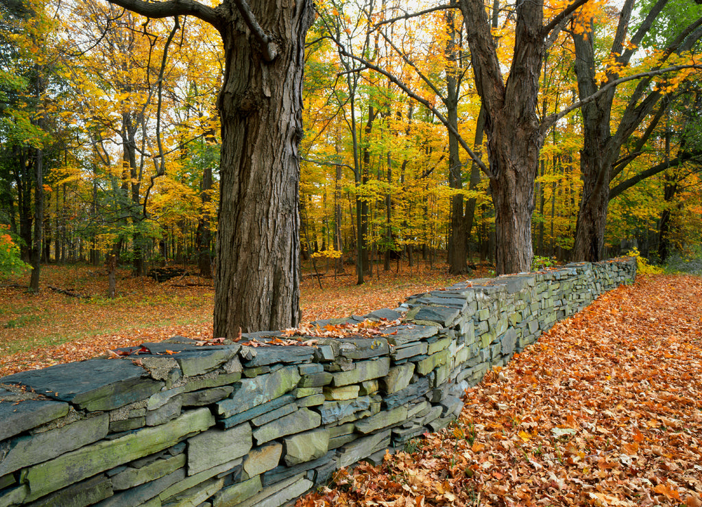 USA, New York, Greene County. Hand-built stone fence
