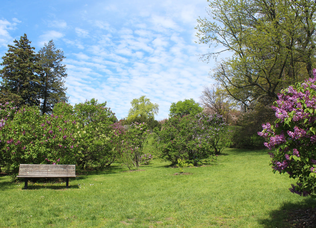 Bench with a view of the lilacs in Highland Park, Rochester, New York
