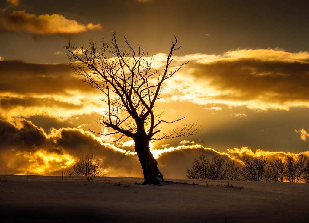 Solo Tree during the Sunset in Chenango, County New York