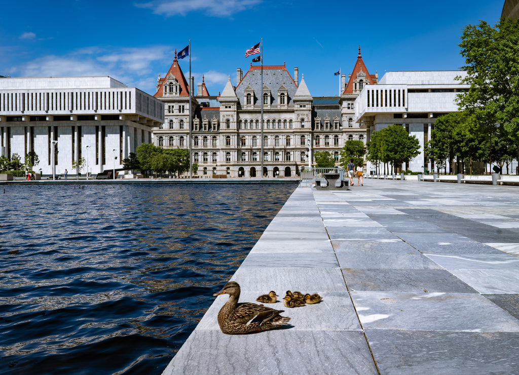 Ducks at the New York State Capitol in Albany