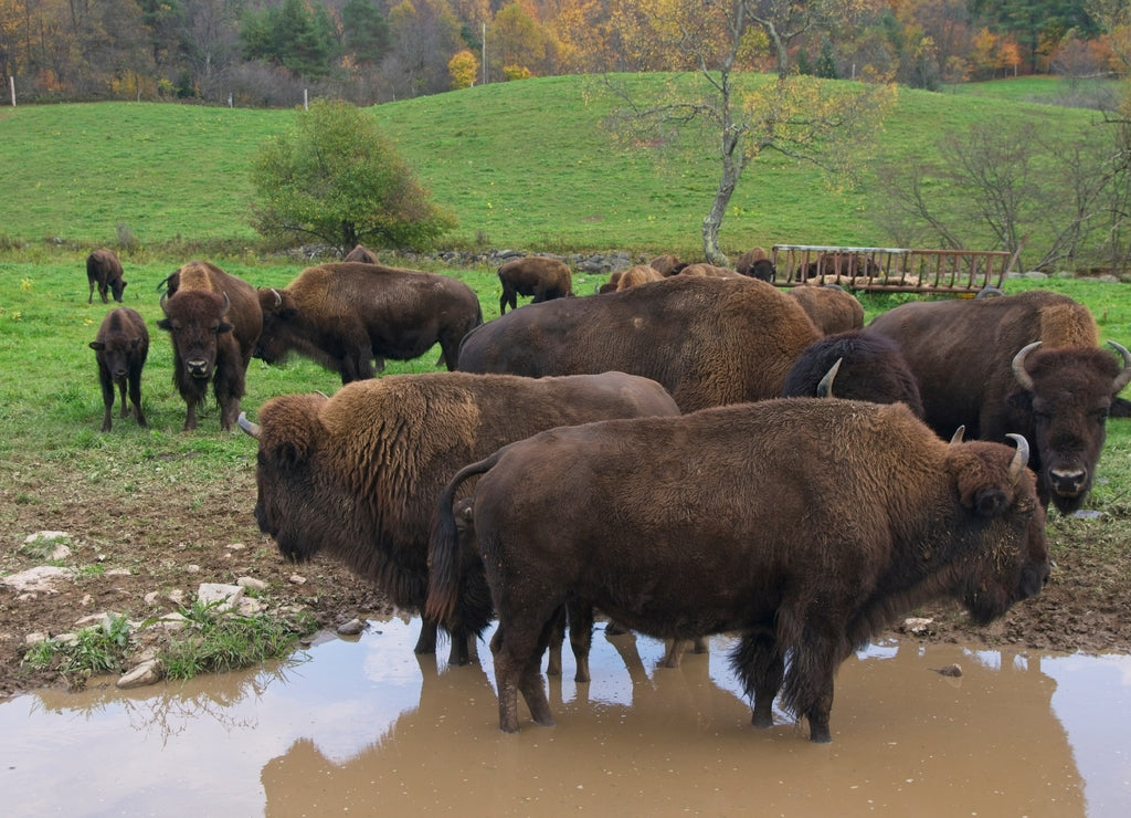 Herd of American Bisons in Delaware County Upstate New York