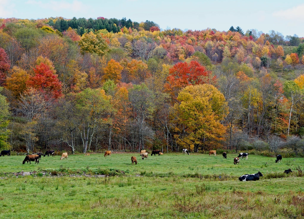 Autumn scene with cows in Delaware County New York