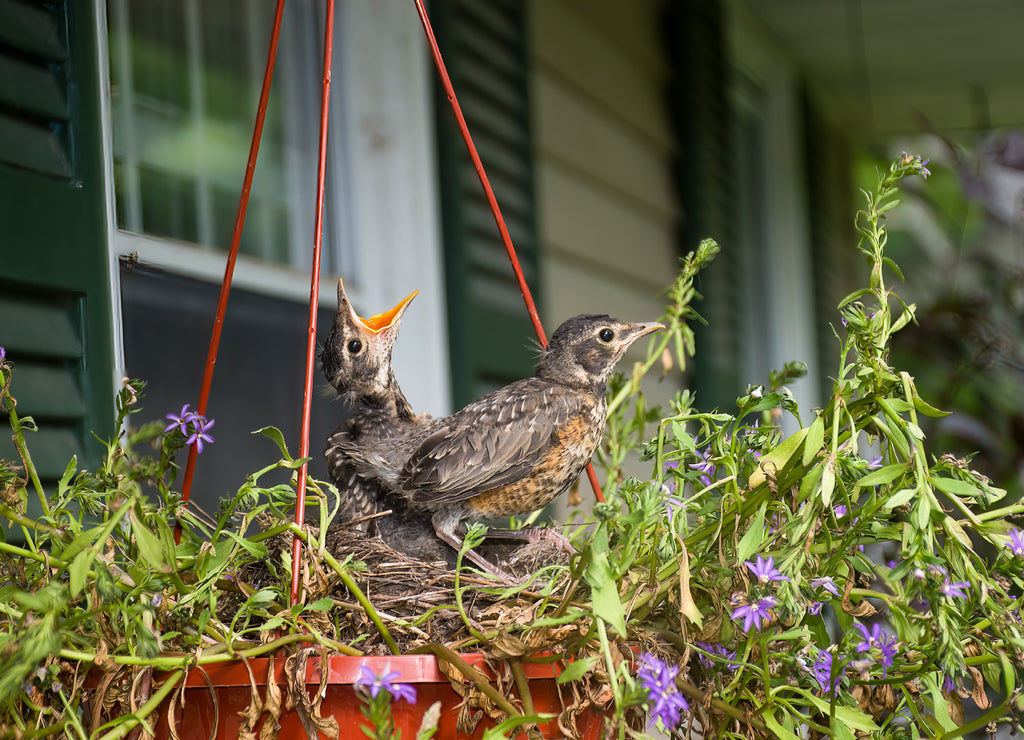 Baby Robin Chicks in a nest in our flower planter. Robins getting big and ready to leave the nest on our porch in Windsor in Broome County in Upstate New York