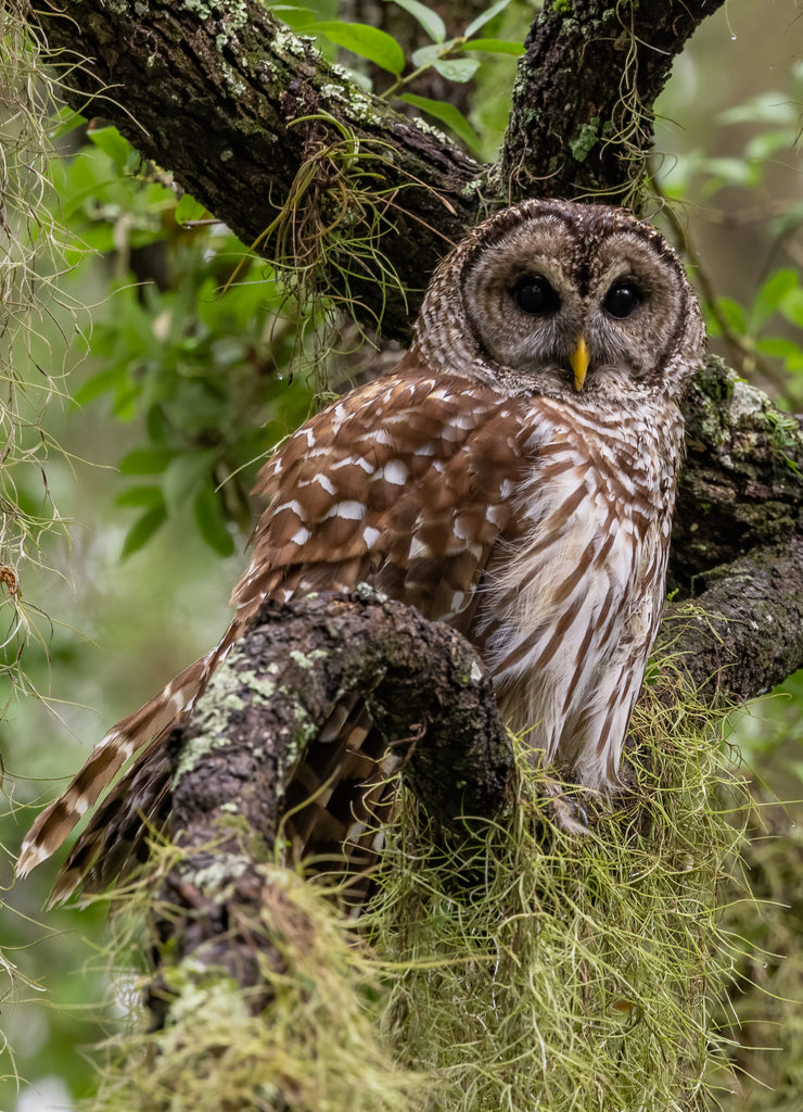 A Barred Owl in Florida