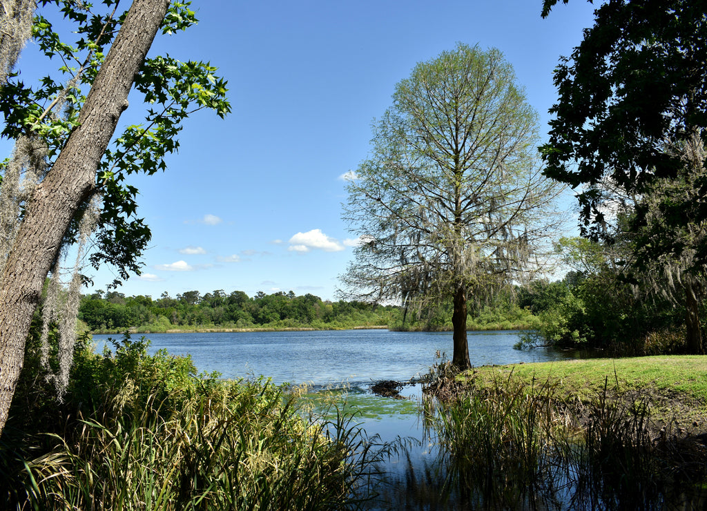 Idyllic Story Book Setting of Old Forest Trees Overlooking a Lake Near the University of Florida in Gainesville, Florida