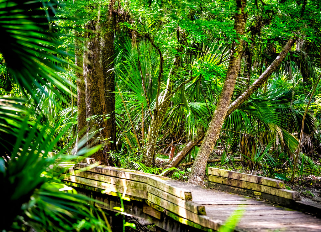 Palm trees leaves lush foliage along wooden boardwalk bridge in marsh in Paynes Prairie Preserve State Park in Gainesville, Florida