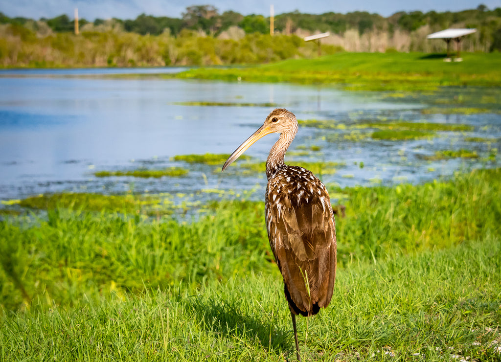 Brown Limpkin hunting insects at Gainesville wetlands in Florida
