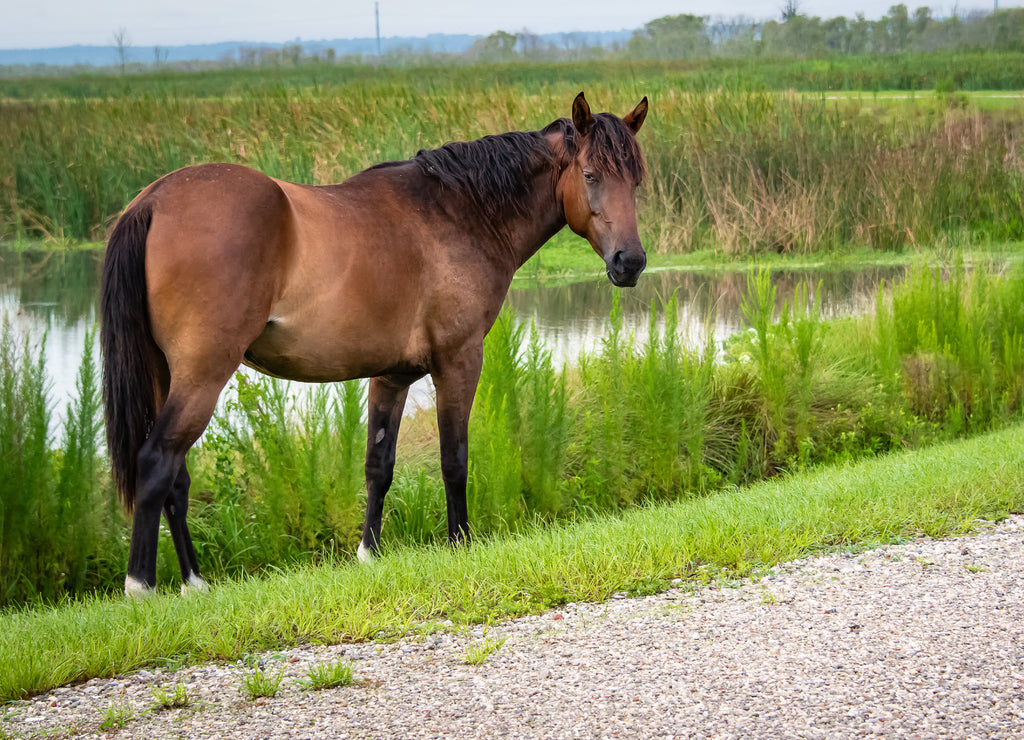 Wild free ranging horses in wetlands park in Gainesville Florida